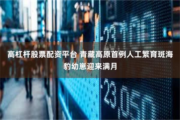 高杠杆股票配资平台 青藏高原首例人工繁育斑海豹幼崽迎来满月